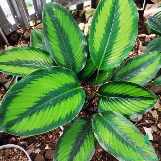 Calathea Beauty Star