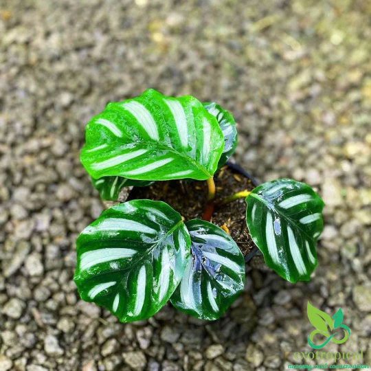 Calathea Fasciata