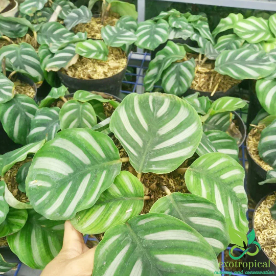 Calathea Fasciata