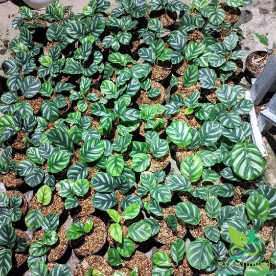 Calathea Fasciata