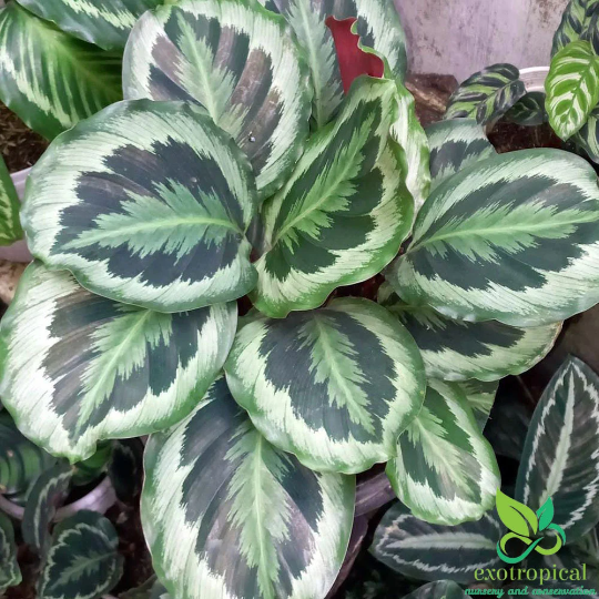 Calathea Marion