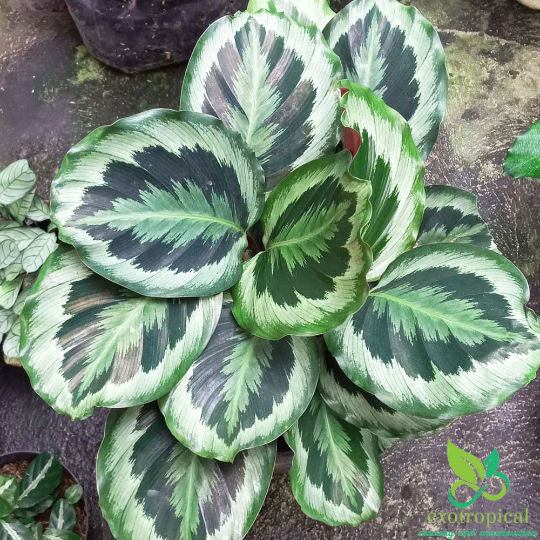 Calathea Marion