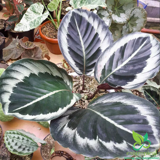 Calathea Marion