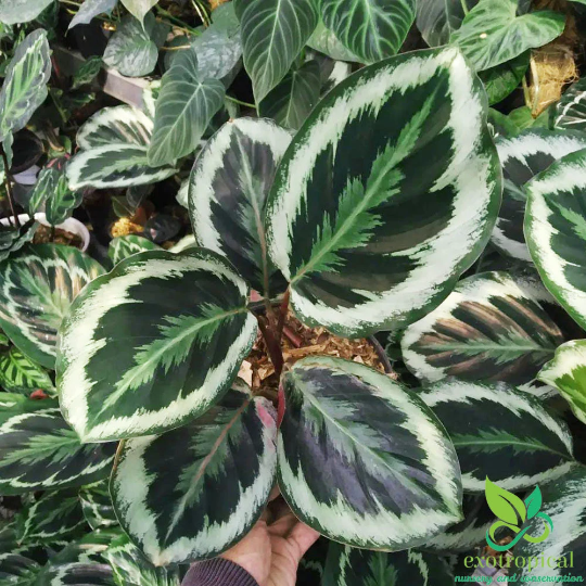 Calathea Marion