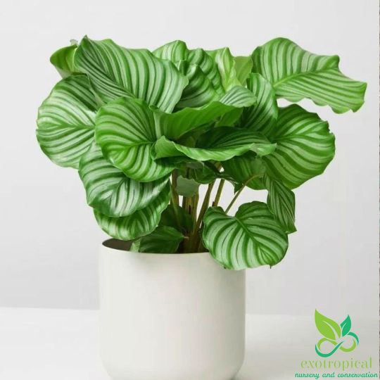 Calathea Orbifolia