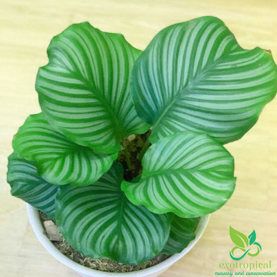 Calathea Orbifolia