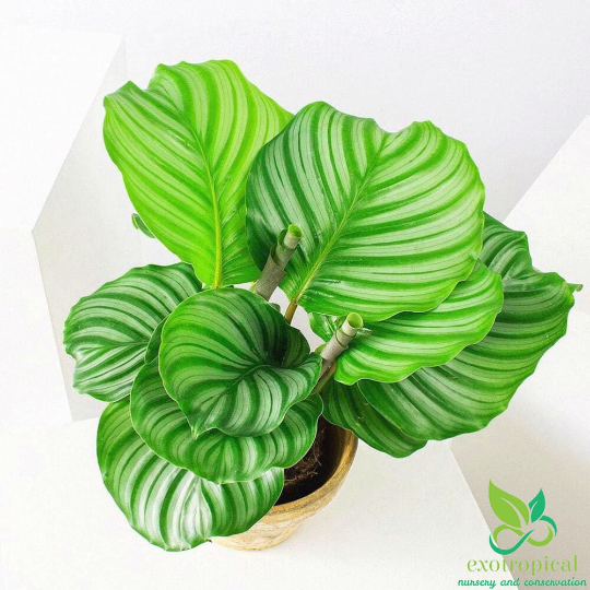 Calathea Orbifolia
