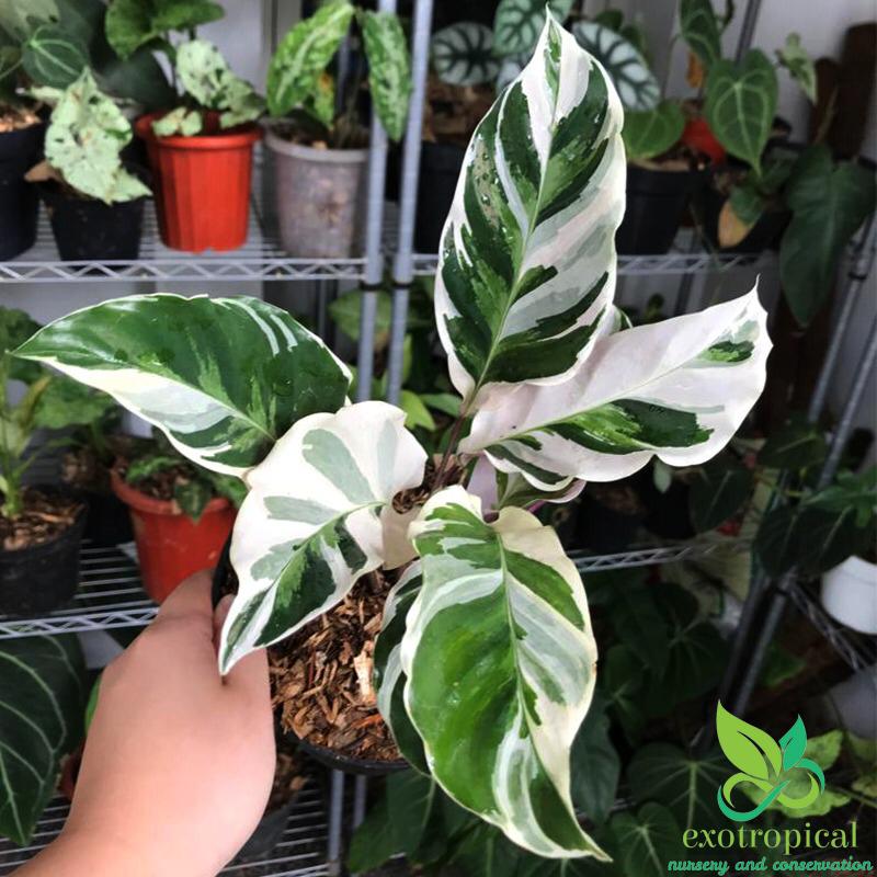 Calathea Tissue White Fusion