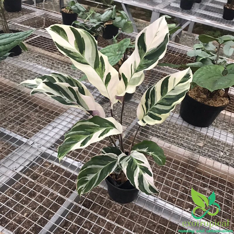 Calathea Tissue White Fusion