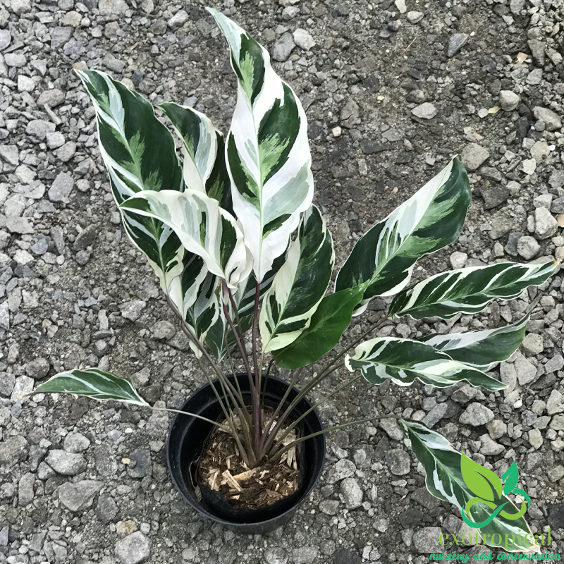 Calathea Tissue White Fusion