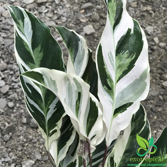 Calathea Tissue White Fusion
