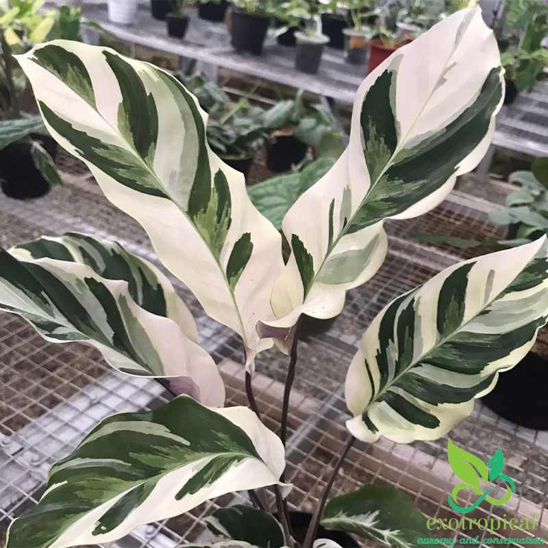 Calathea Tissue White Fusion