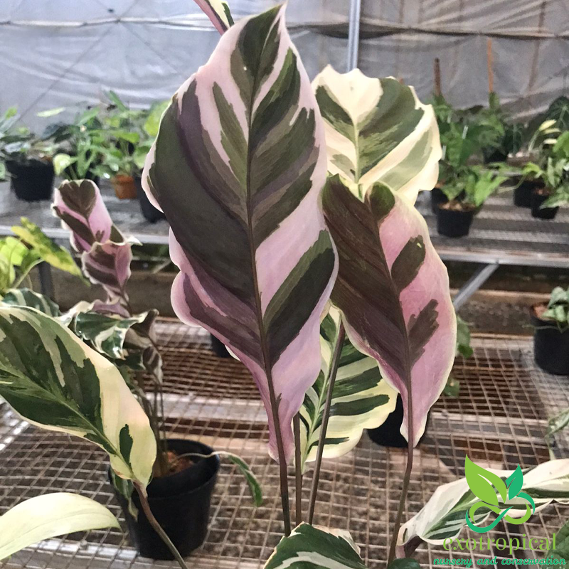 Calathea Tissue White Fusion