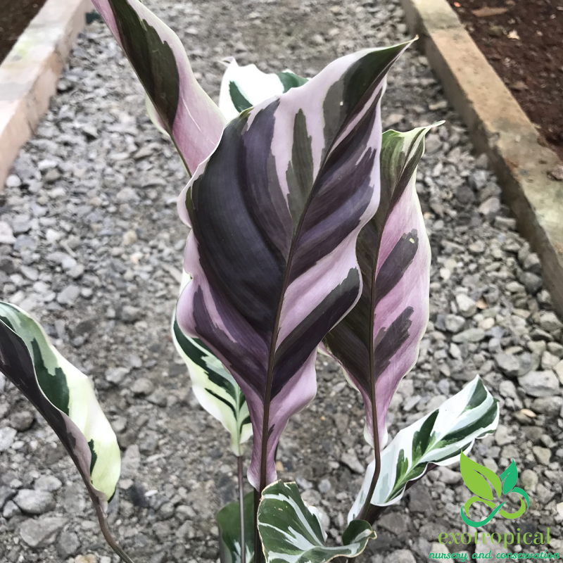 Calathea Tissue White Fusion