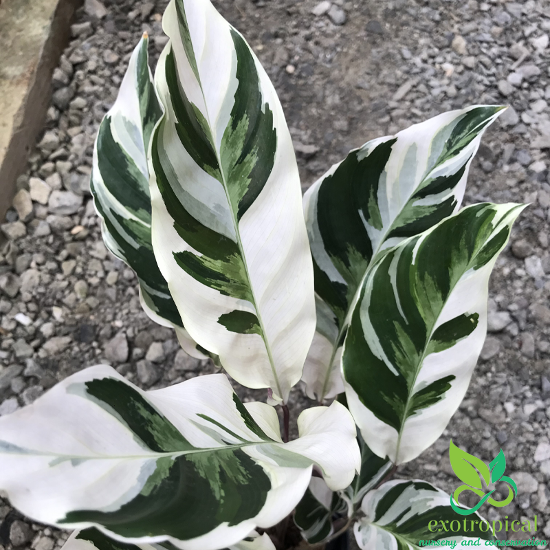 Calathea Tissue White Fusion