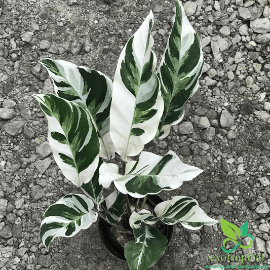 Calathea Tissue White Fusion