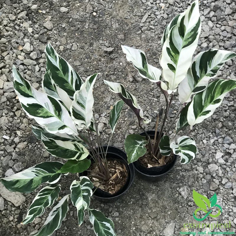 Calathea Tissue White Fusion