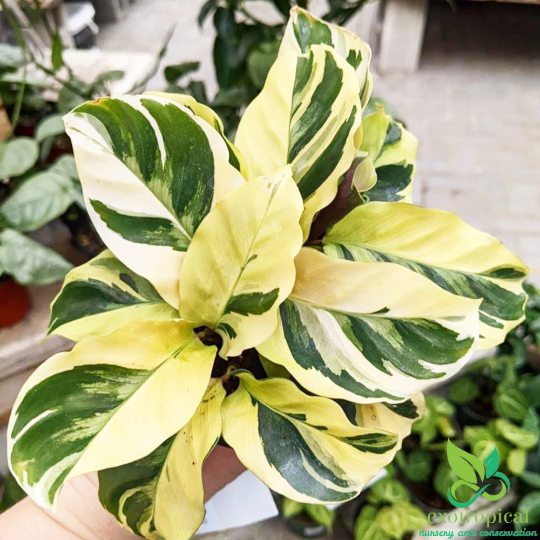 Calathea Tissue Yellow Fusion
