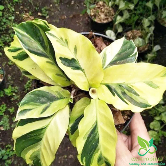 Calathea Tissue Yellow Fusion