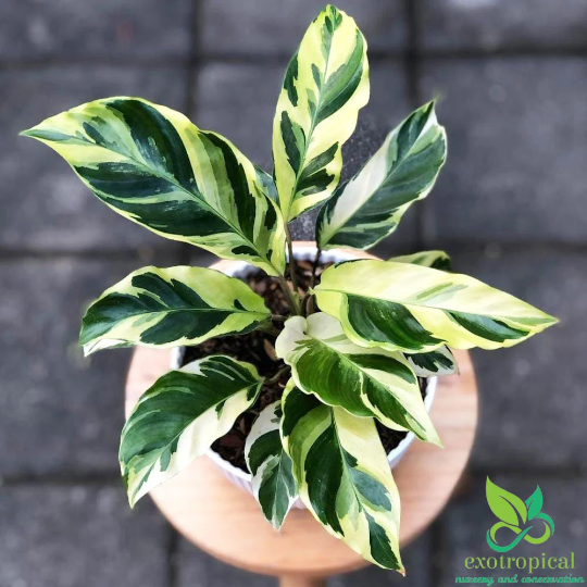 Calathea Tissue Yellow Fusion