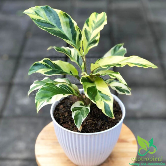 Calathea Tissue Yellow Fusion