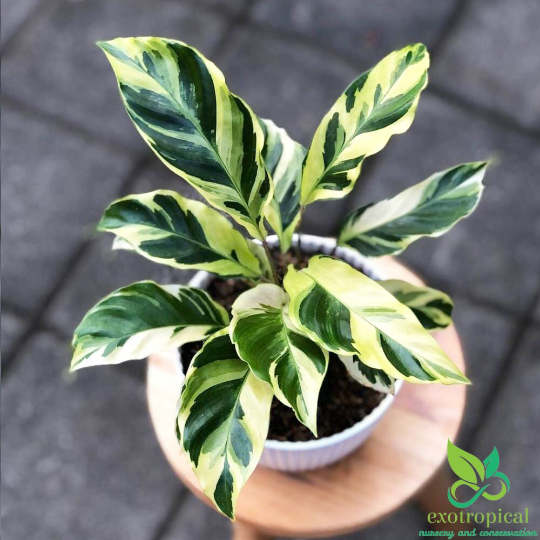 Calathea Tissue Yellow Fusion