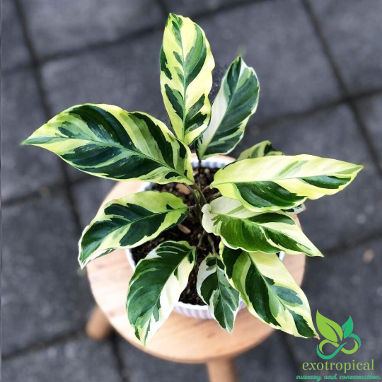 Calathea Tissue Yellow Fusion