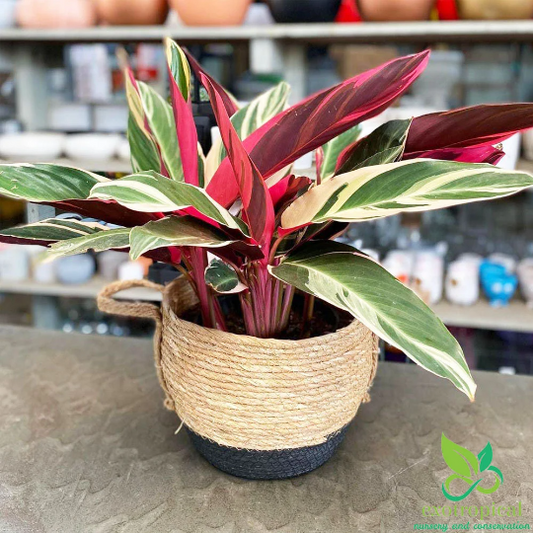 Calathea Triostar Tricolor