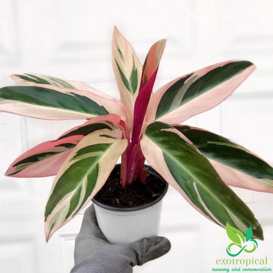 Calathea Triostar Tricolor