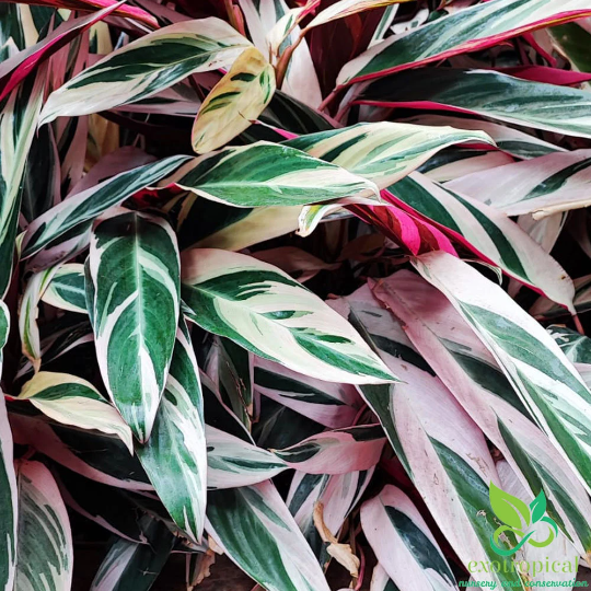 Calathea Triostar Tricolor