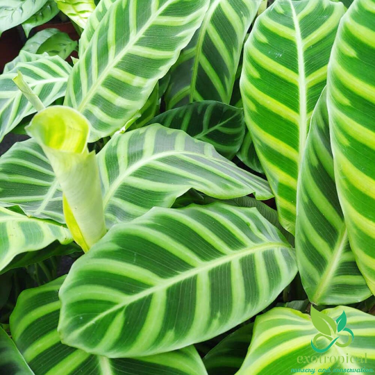 Calathea Zebrina