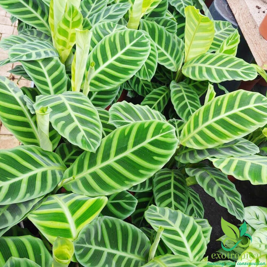 Calathea Zebrina