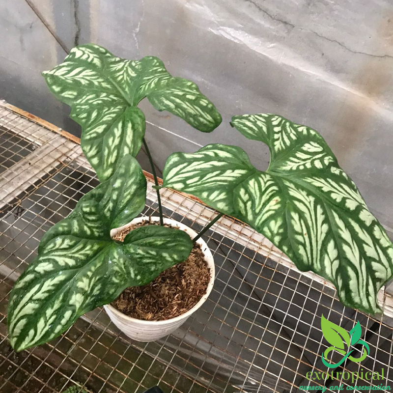 Philodendron Cercestis Mirabilis