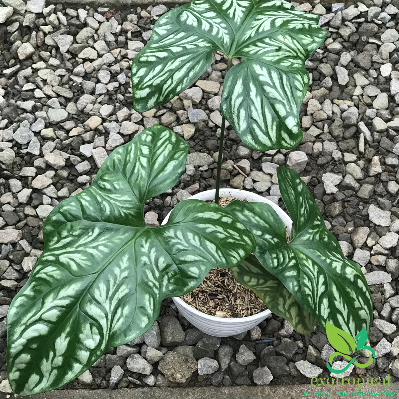 Philodendron Cercestis Mirabilis