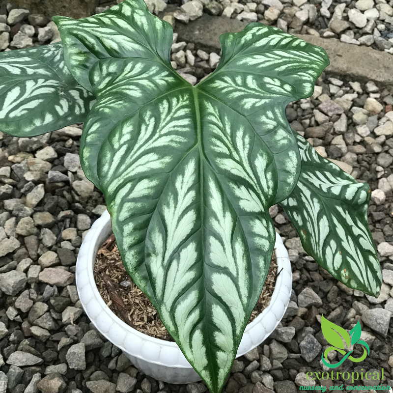 Philodendron Cercestis Mirabilis