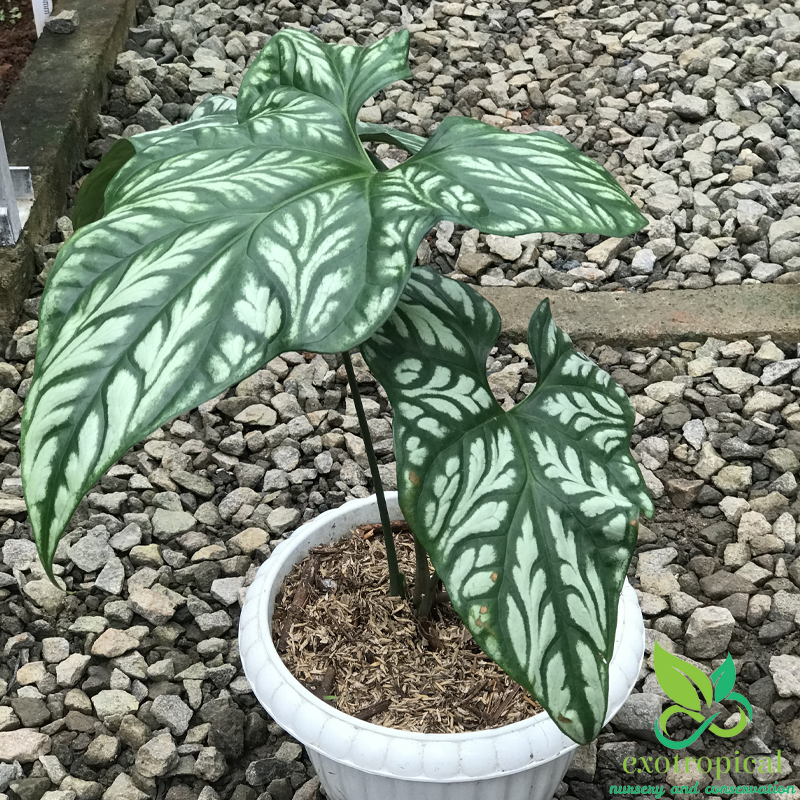 Philodendron Cercestis Mirabilis