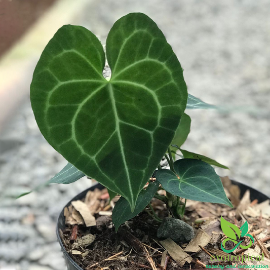 Anthurium Clarinervium