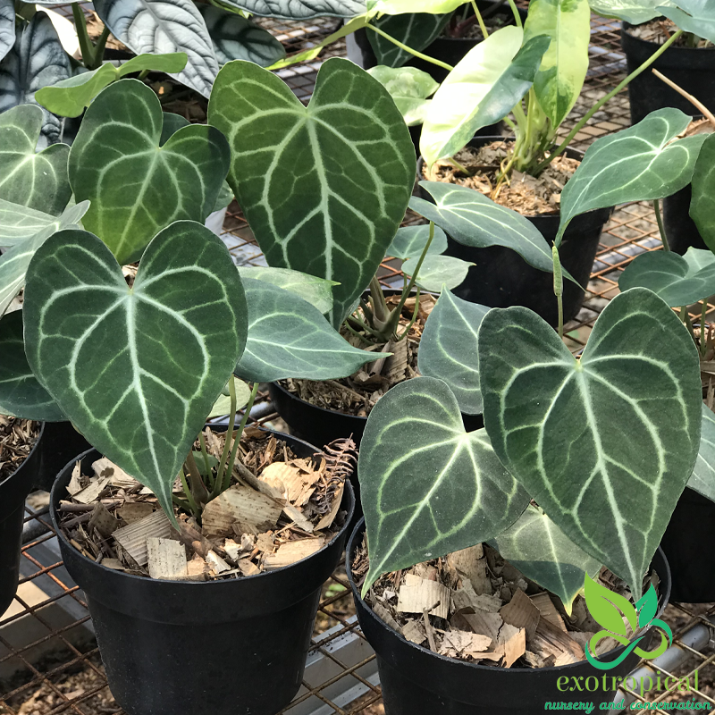 Exotropical Special Package B: Anthurium Lovers