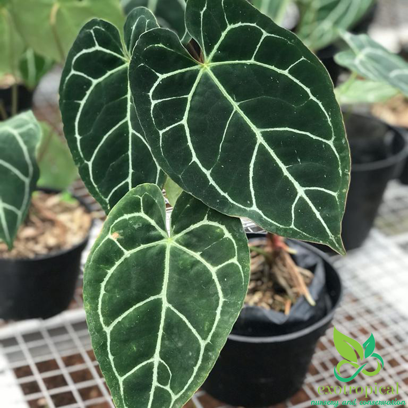 Anthurium Crystallinum