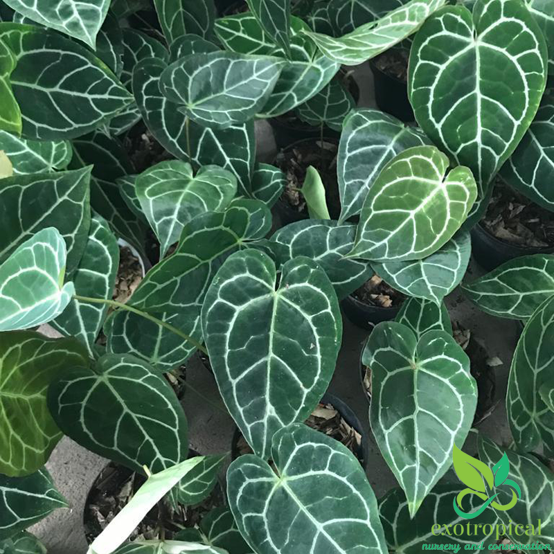Exotropical Special Package B: Anthurium Lovers