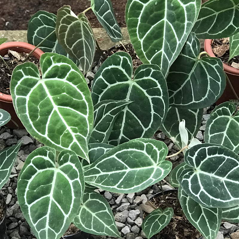 Exotropical Special Package B: Anthurium Lovers