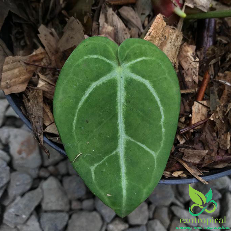 Anthurium Crystallinum x Magnificum