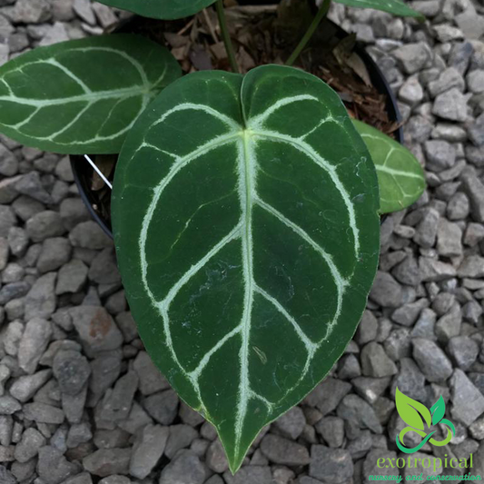 Anthurium Crystallinum x  Magnificum