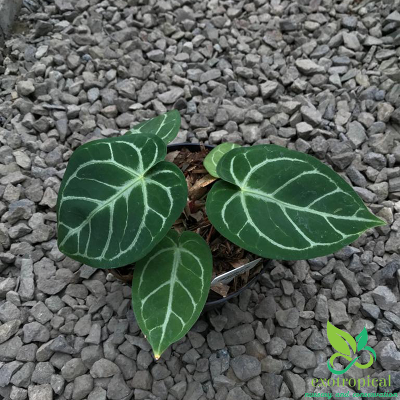 Anthurium Crystallinum x Magnificum
