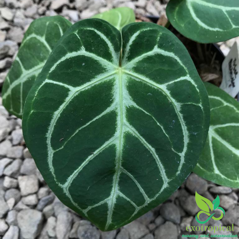 Anthurium Crystallinum x Magnificum