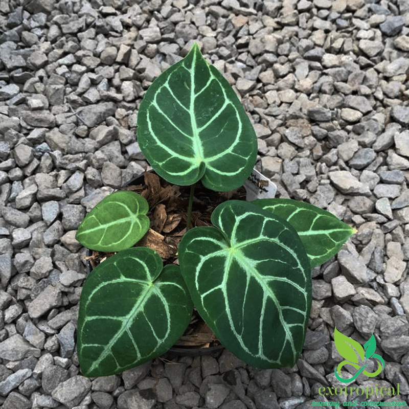 Anthurium Crystallinum x Magnificum
