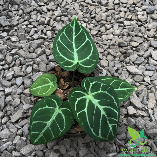 Anthurium Crystallinum x  Magnificum