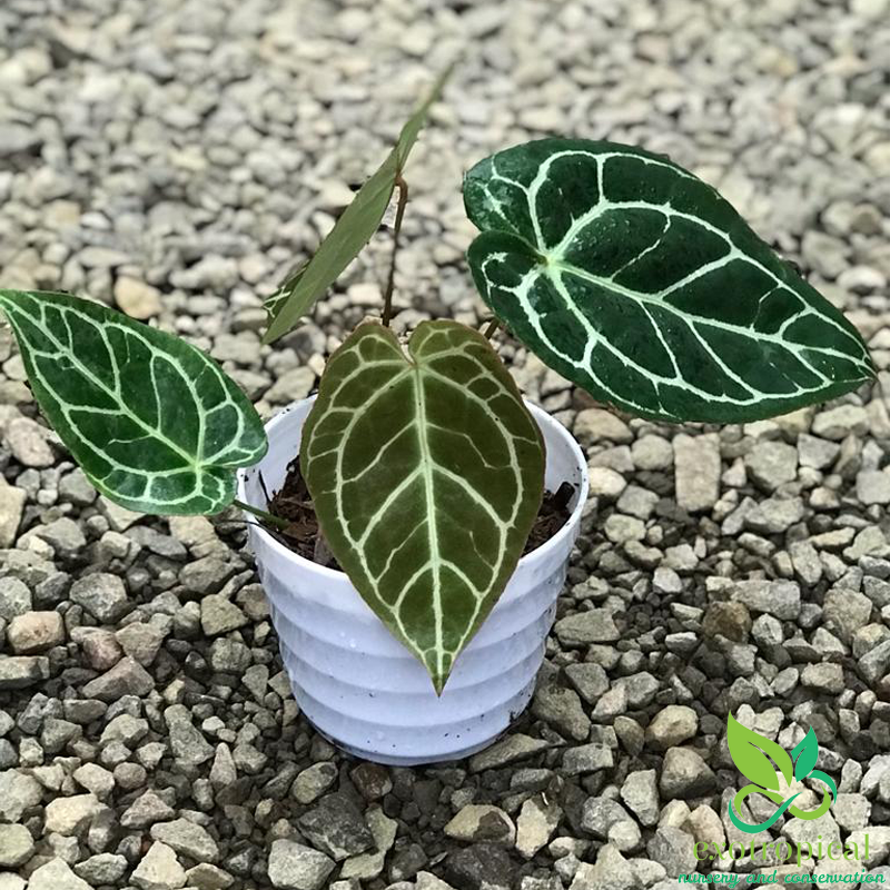Anthurium Crystallinum
