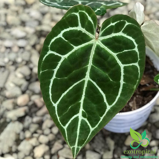 Anthurium Crystallinum