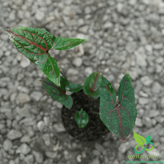 Alocasia Cyrtosperma Jhonstonii Black Jack